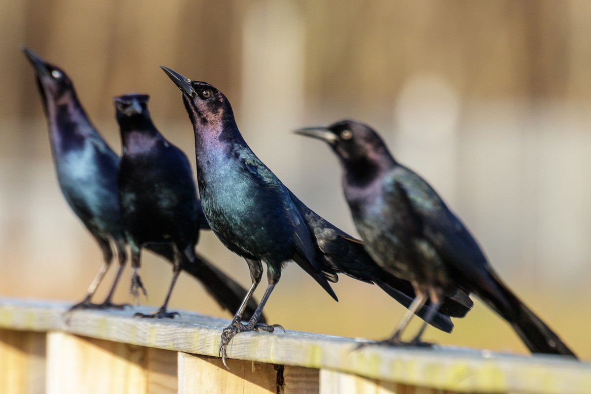 Great-tailed Grackle - ML141011111
