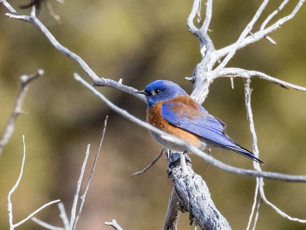 Western Bluebird - ML141012801