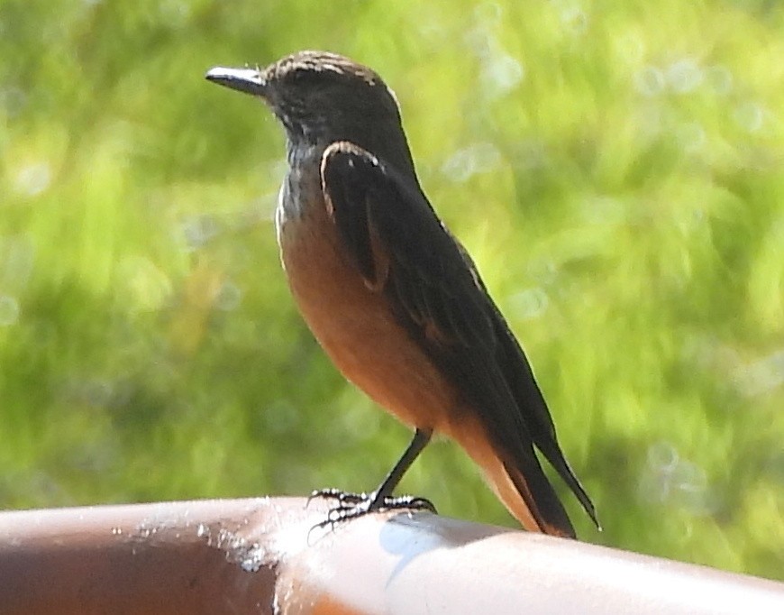 Streak-throated Bush-Tyrant - Annette Daughdrill