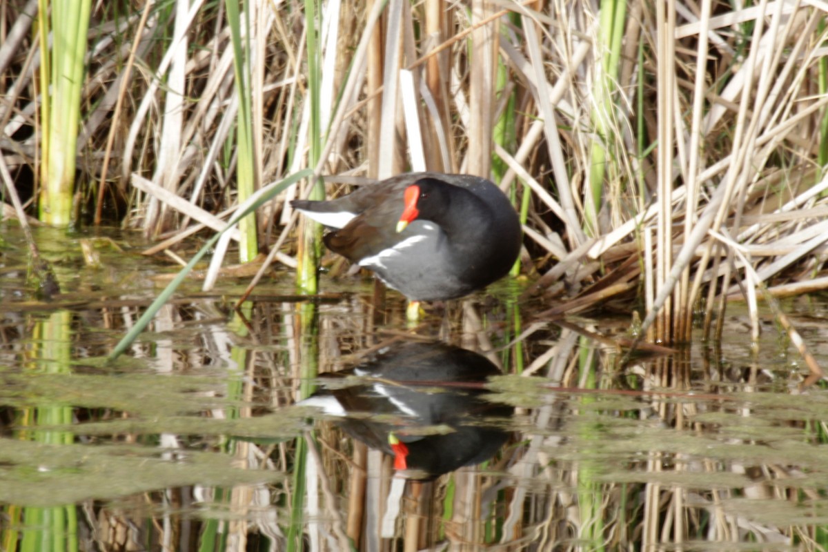 Gallinule d'Amérique (groupe galeata) - ML141013141