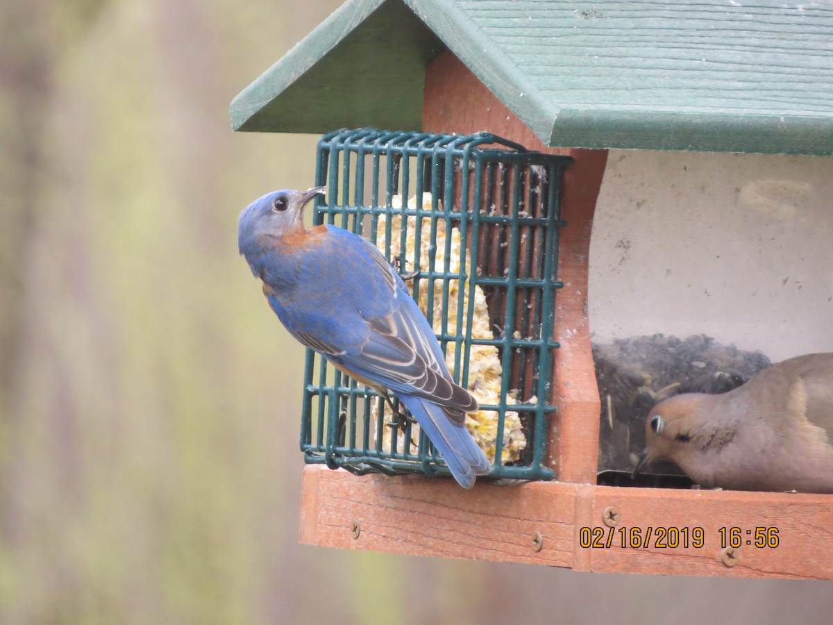 Eastern Bluebird - ML141013871