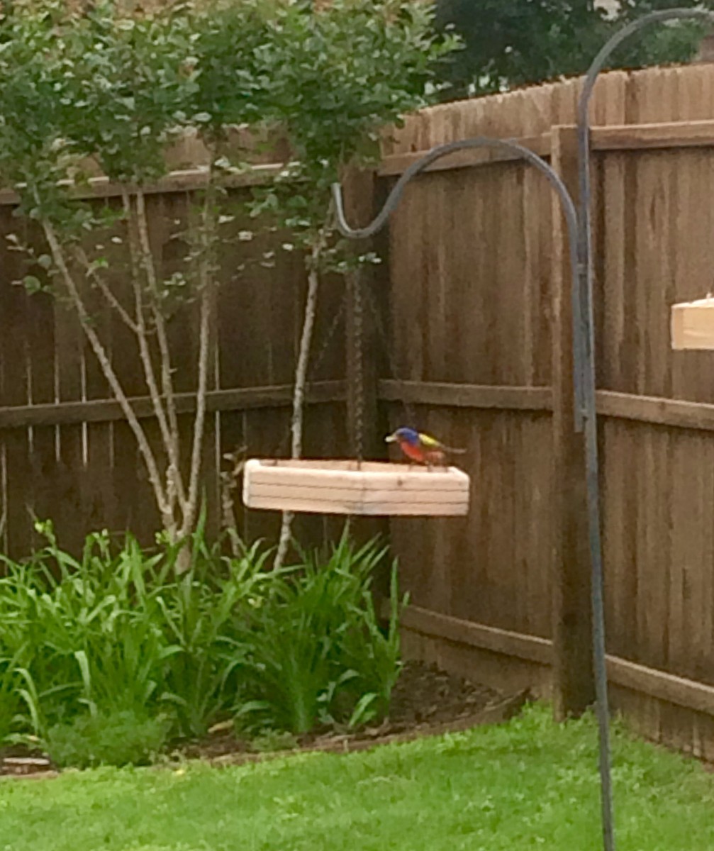 Painted Bunting - mandy dime