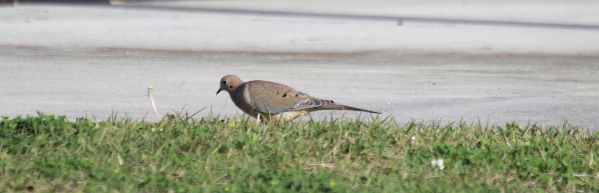 Mourning Dove - Doug Kibbe