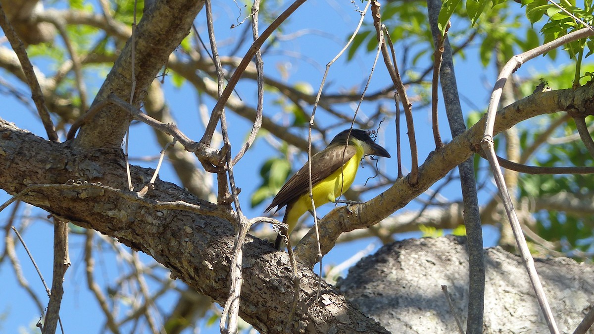 Boat-billed Flycatcher - ML141015991