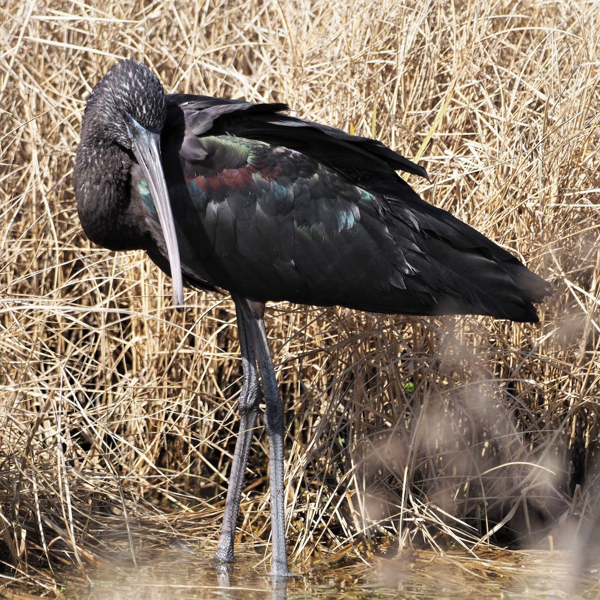 ibis hnědý - ML141016471