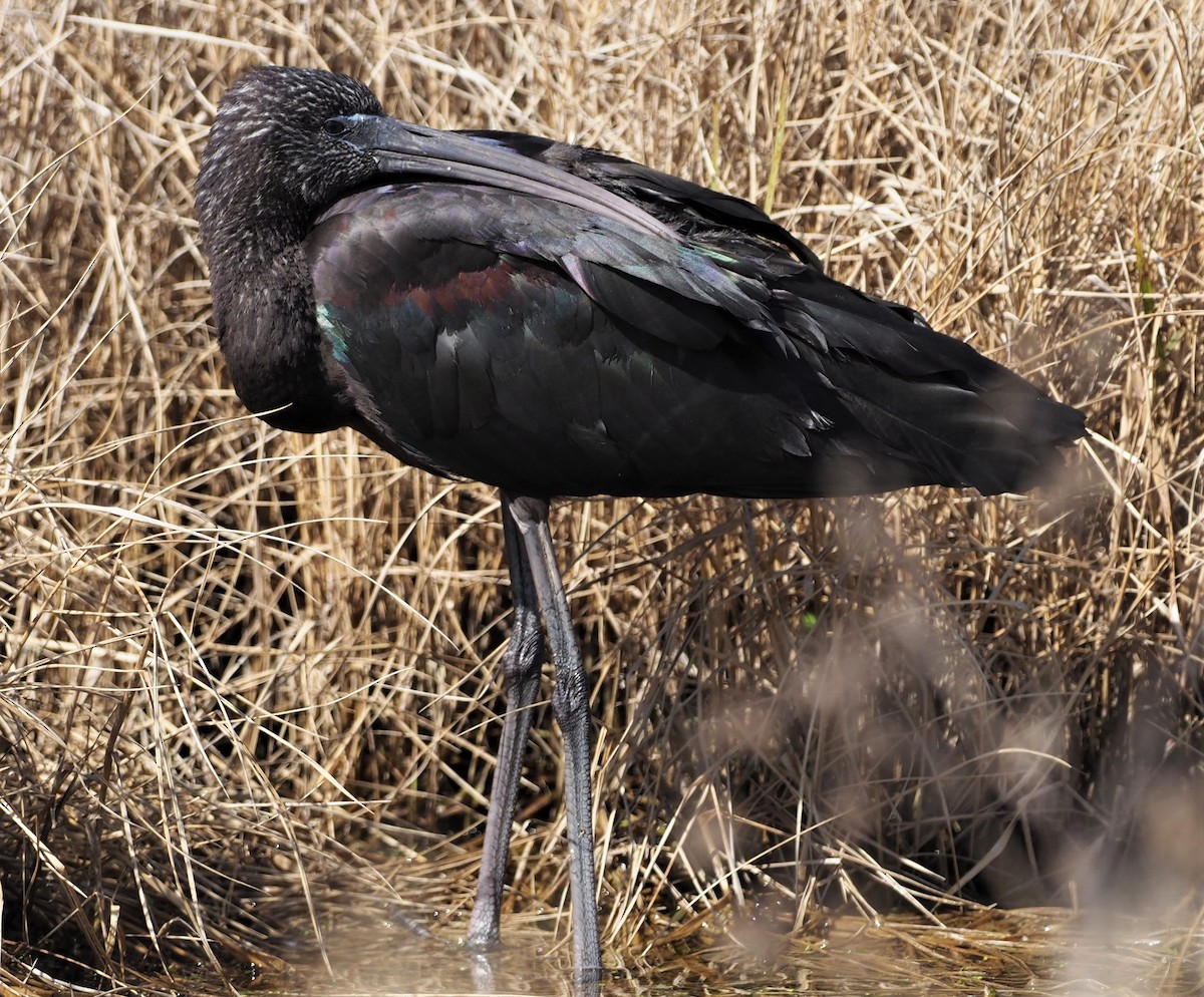 ibis hnědý - ML141016521