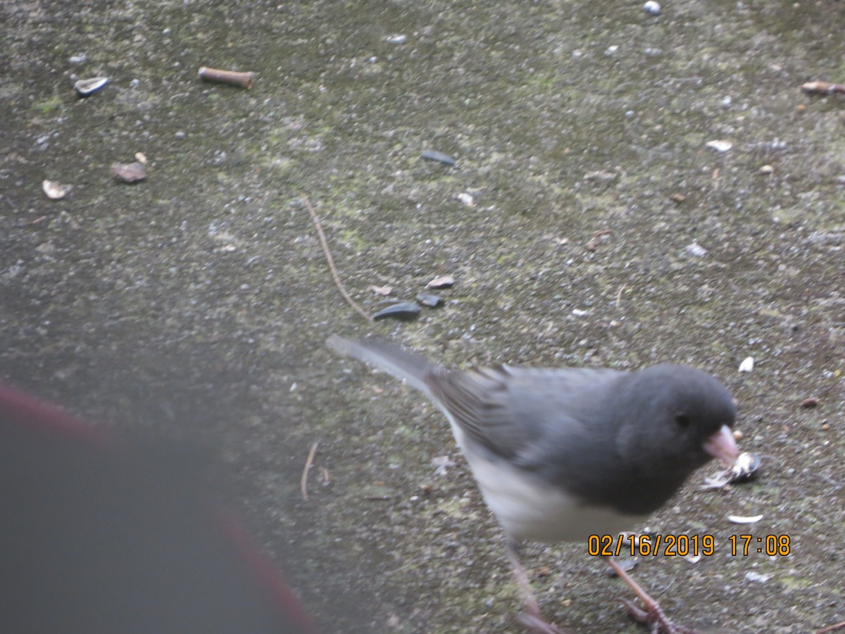 Junco ardoisé - ML141017071