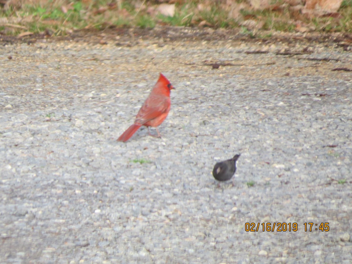 Junco ardoisé - ML141017141