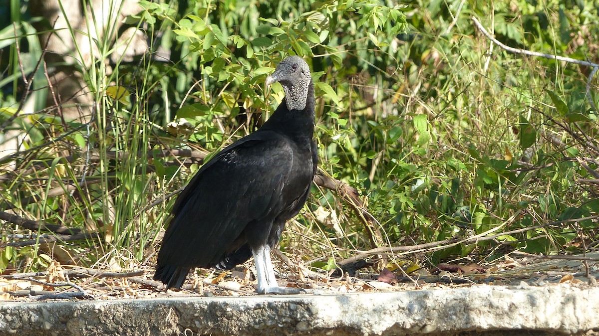 Black Vulture - ML141017401