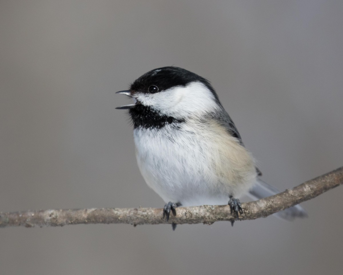 Black-capped Chickadee - ML141017651