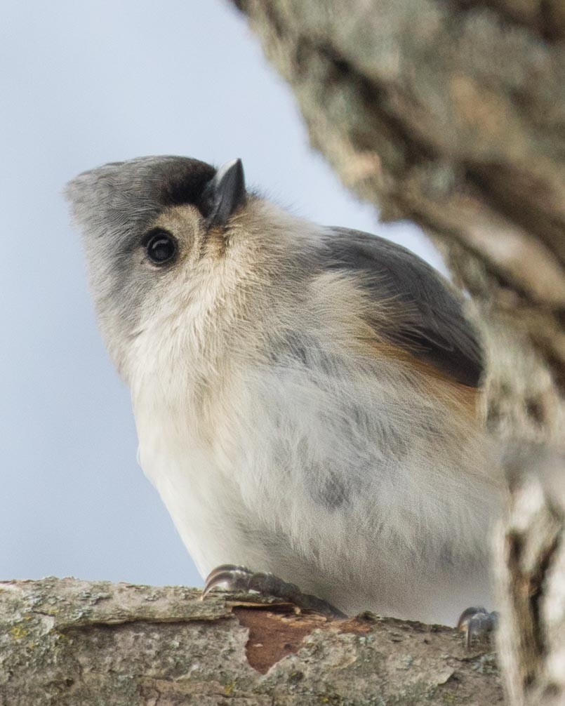 Tufted Titmouse - ML141017981