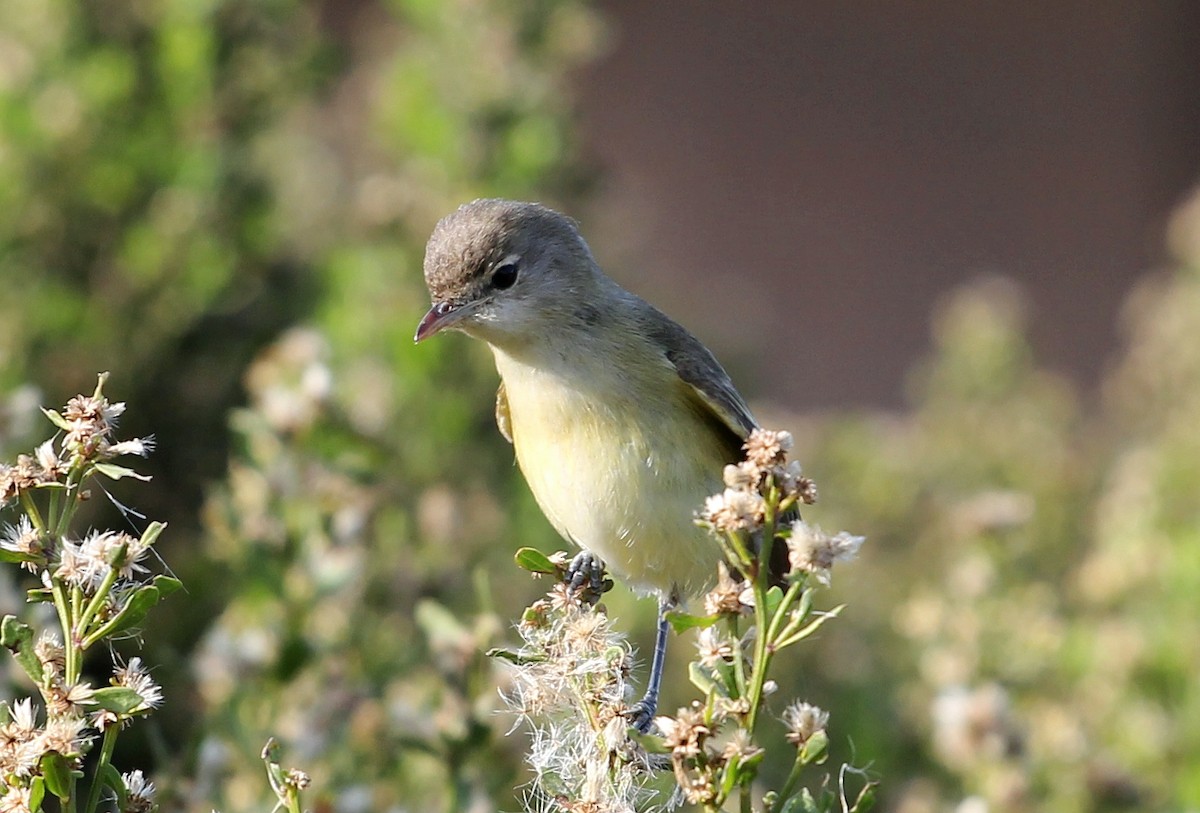 Braunaugenvireo (bellii/medius) - ML141018231