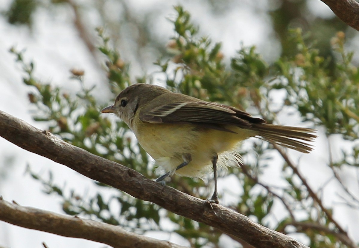 Bell Vireosu (bellii/medius) - ML141018981