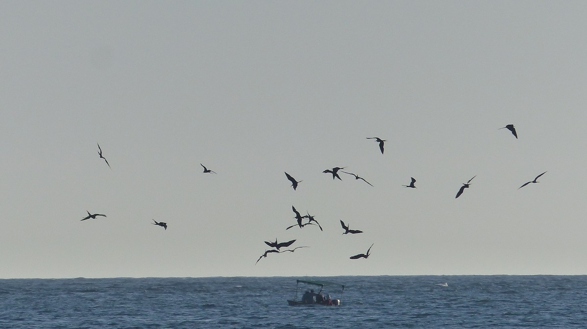 Magnificent Frigatebird - ML141020001