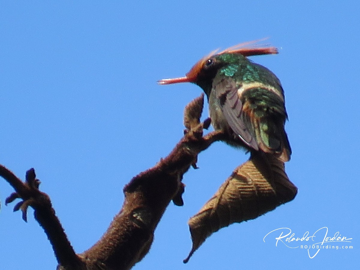 Rufous-crested Coquette - Rolando Jordan