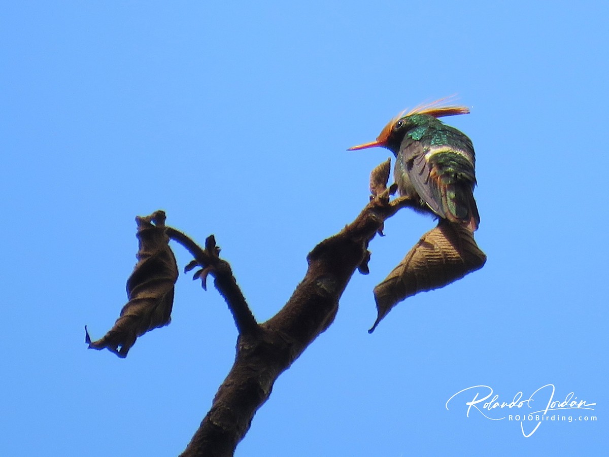 Rufous-crested Coquette - Rolando Jordan