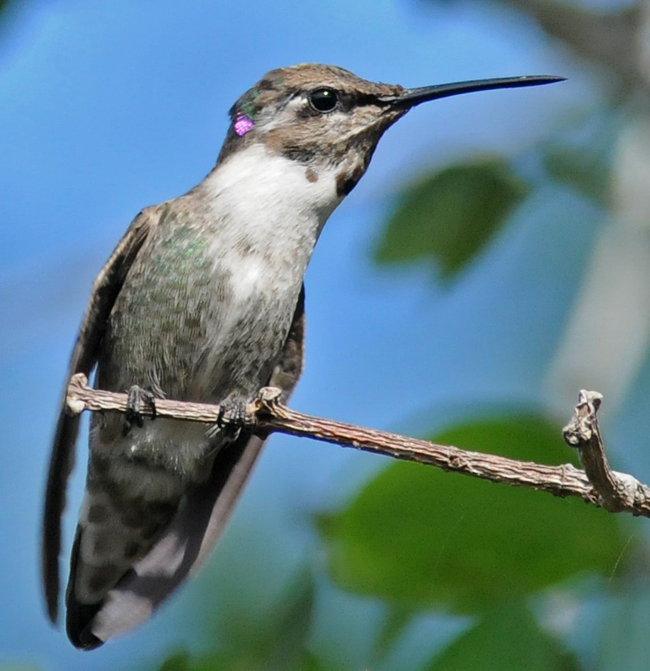 Costa's Hummingbird - Steven Mlodinow