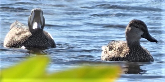 Blue-winged Teal - Jonquele Jones