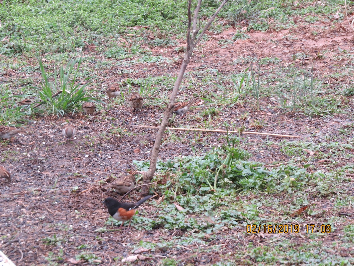 Eastern Towhee - ML141021281