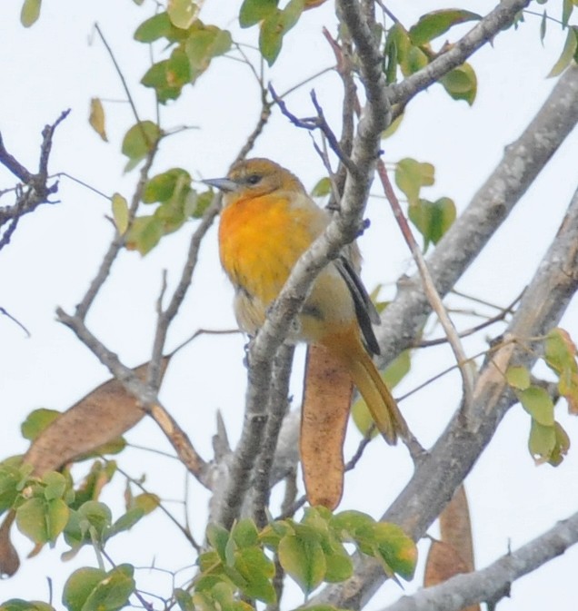 Baltimore Oriole - ML141021331