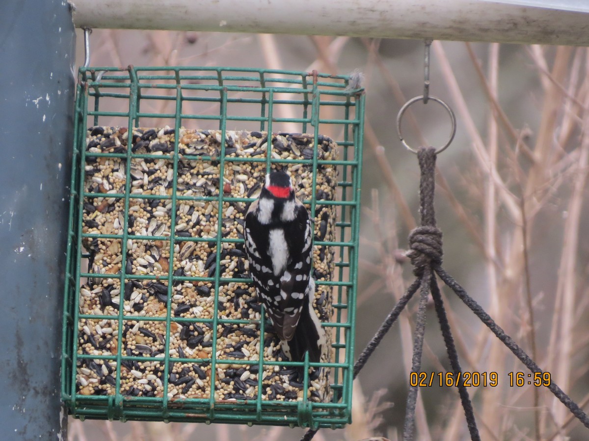 Downy Woodpecker - ML141021861