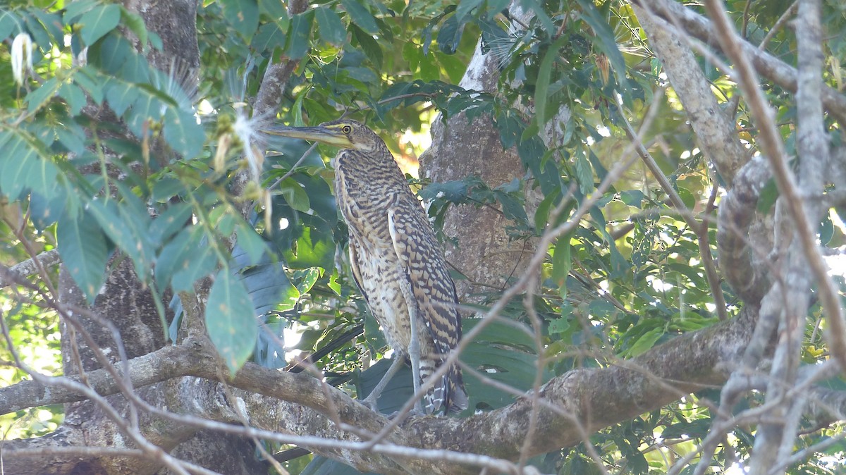 Bare-throated Tiger-Heron - ML141021911