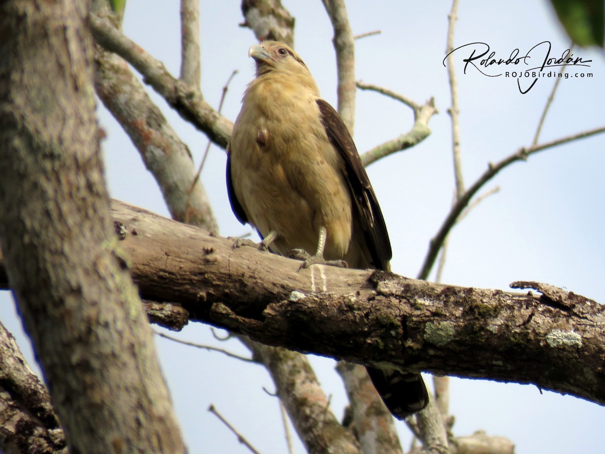 Yellow-headed Caracara - ML141022231