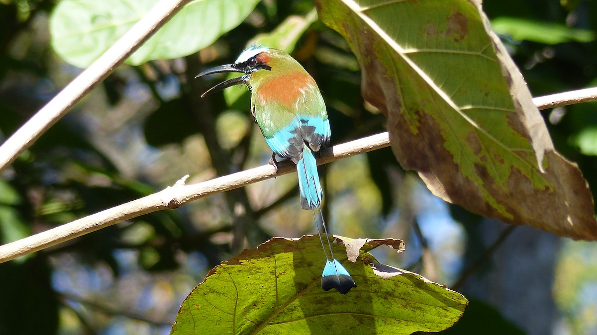 Turquoise-browed Motmot - ML141022451