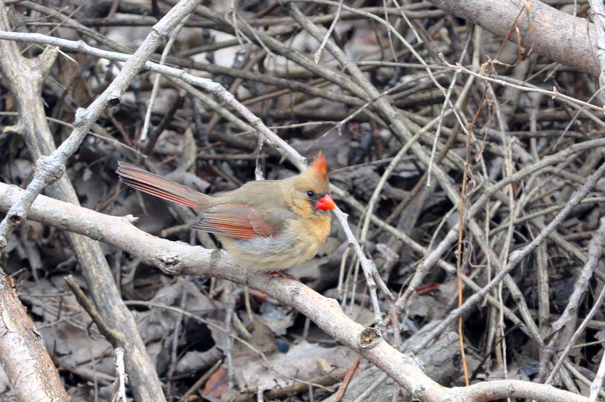 Cardinal rouge - ML141023921