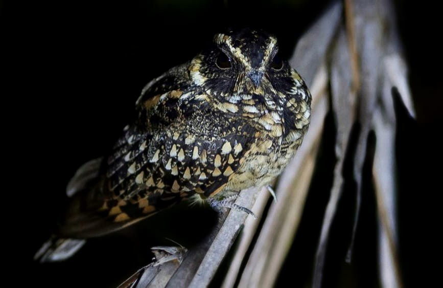 Spot-tailed Nightjar - Cornelio Chablé