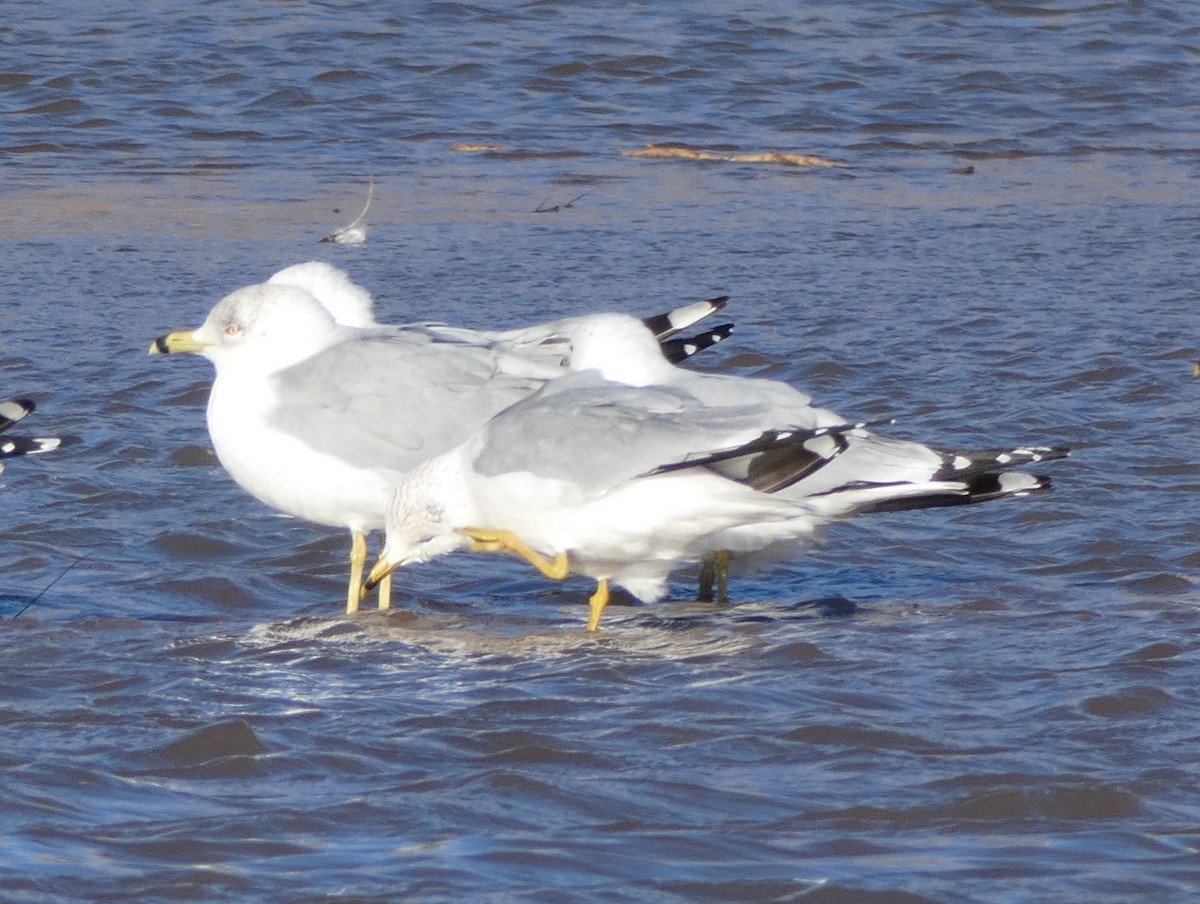 Ring-billed Gull - ML141025471