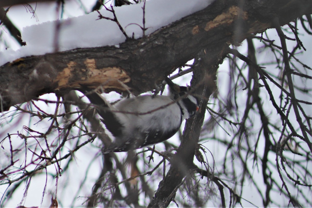 Hairy Woodpecker - ML141025541