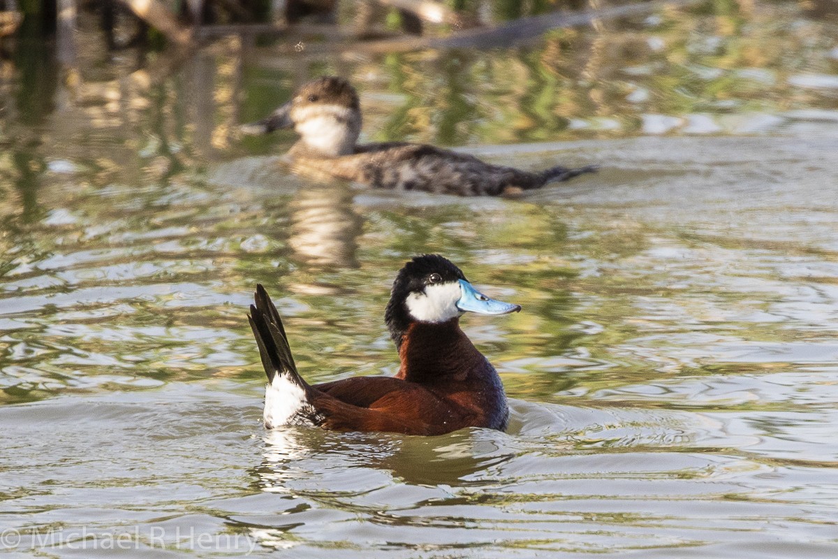 Ruddy Duck - ML141025641