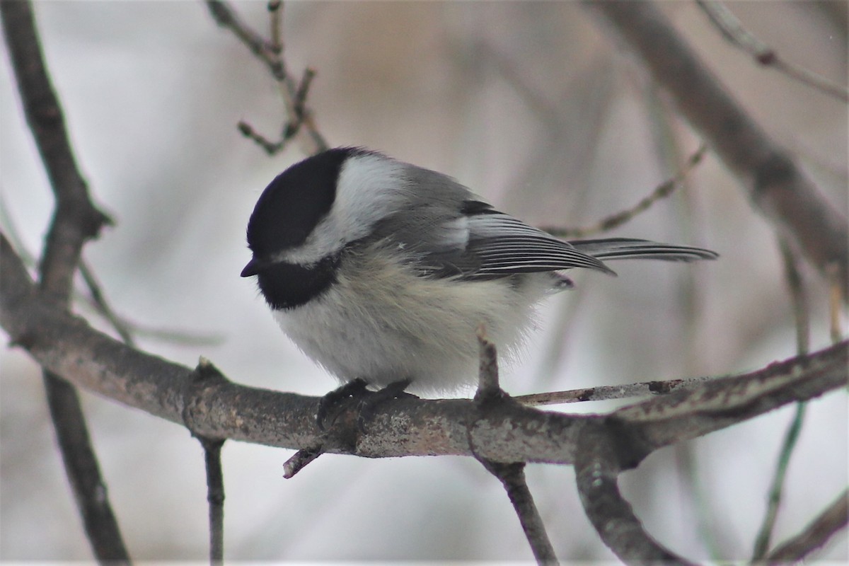 Black-capped Chickadee - ML141025851