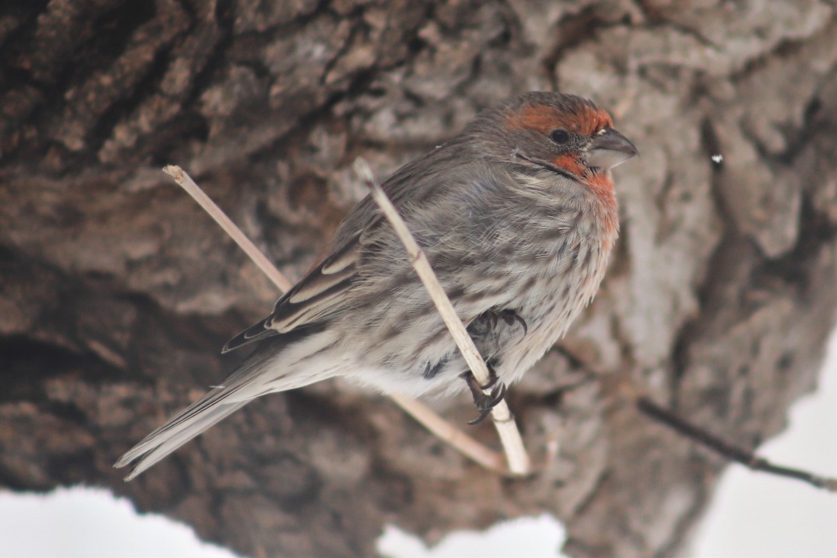 House Finch - ML141026371