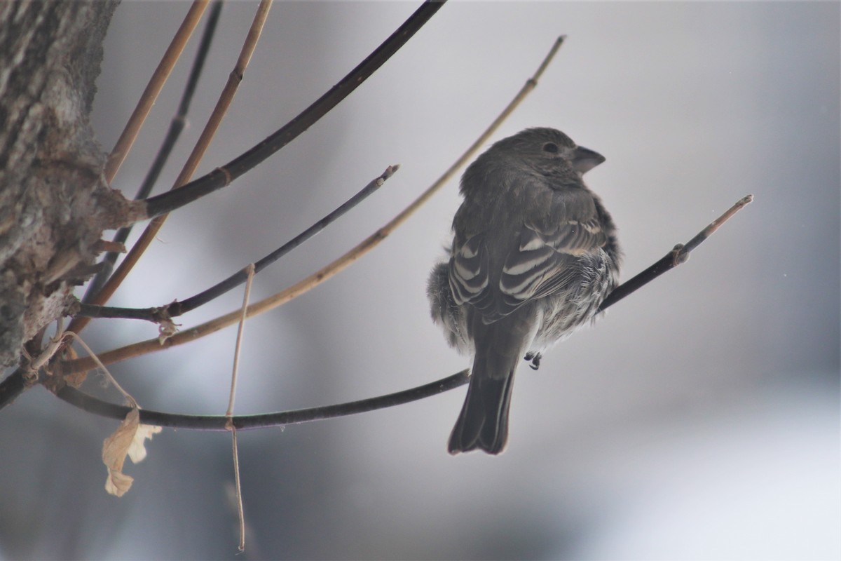 House Finch - ML141026381