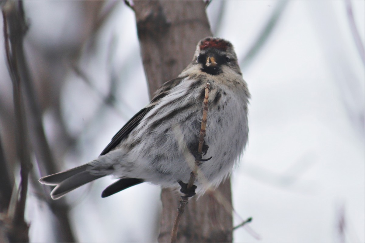 Common Redpoll - Wendy Lowry