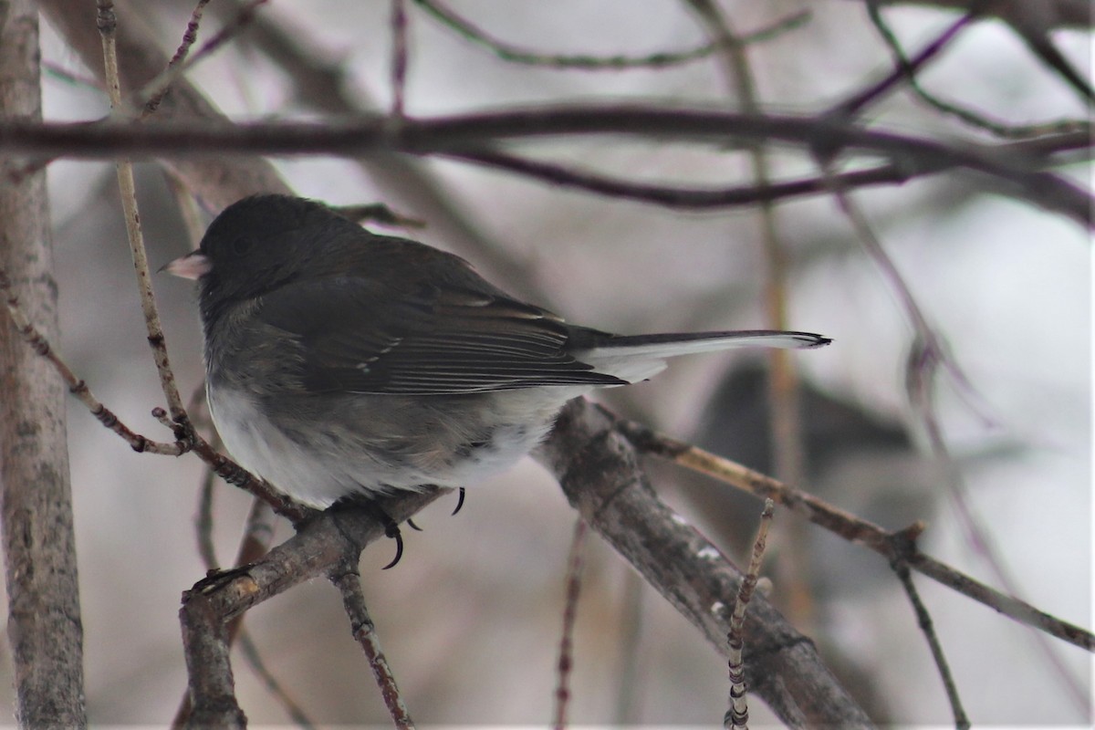 Dark-eyed Junco - ML141026621