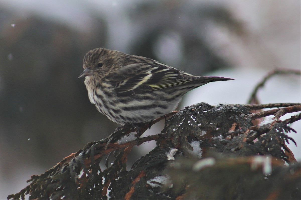 Pine Siskin - ML141026691