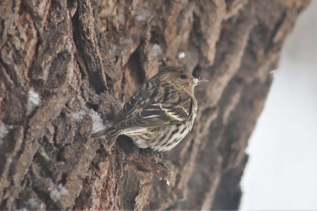 Pine Siskin - ML141026701