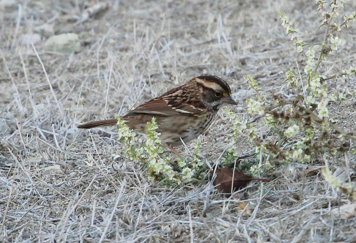 White-throated Sparrow - Ben Sandstrom