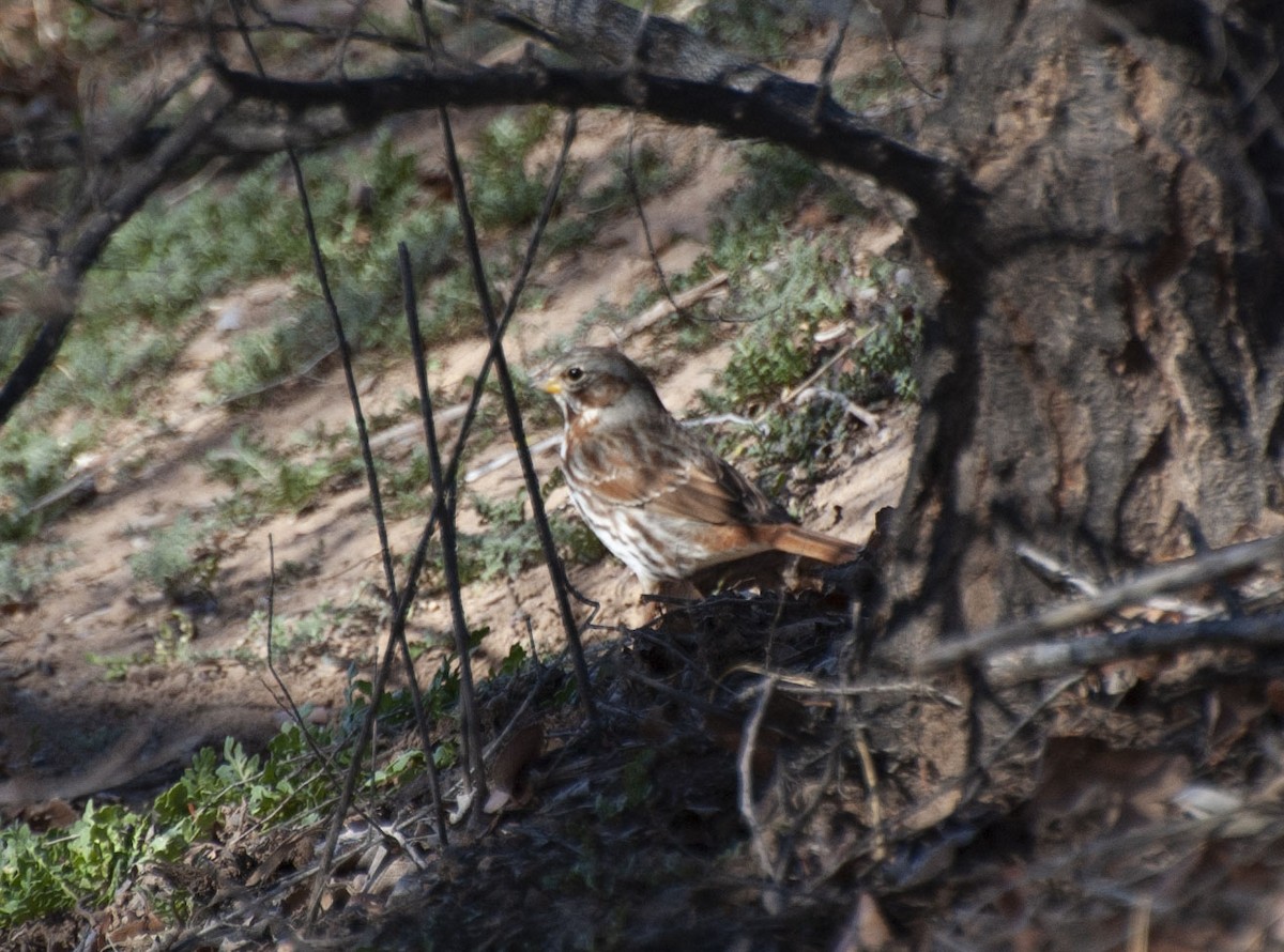 Fox Sparrow (Red) - Owen Sinkus