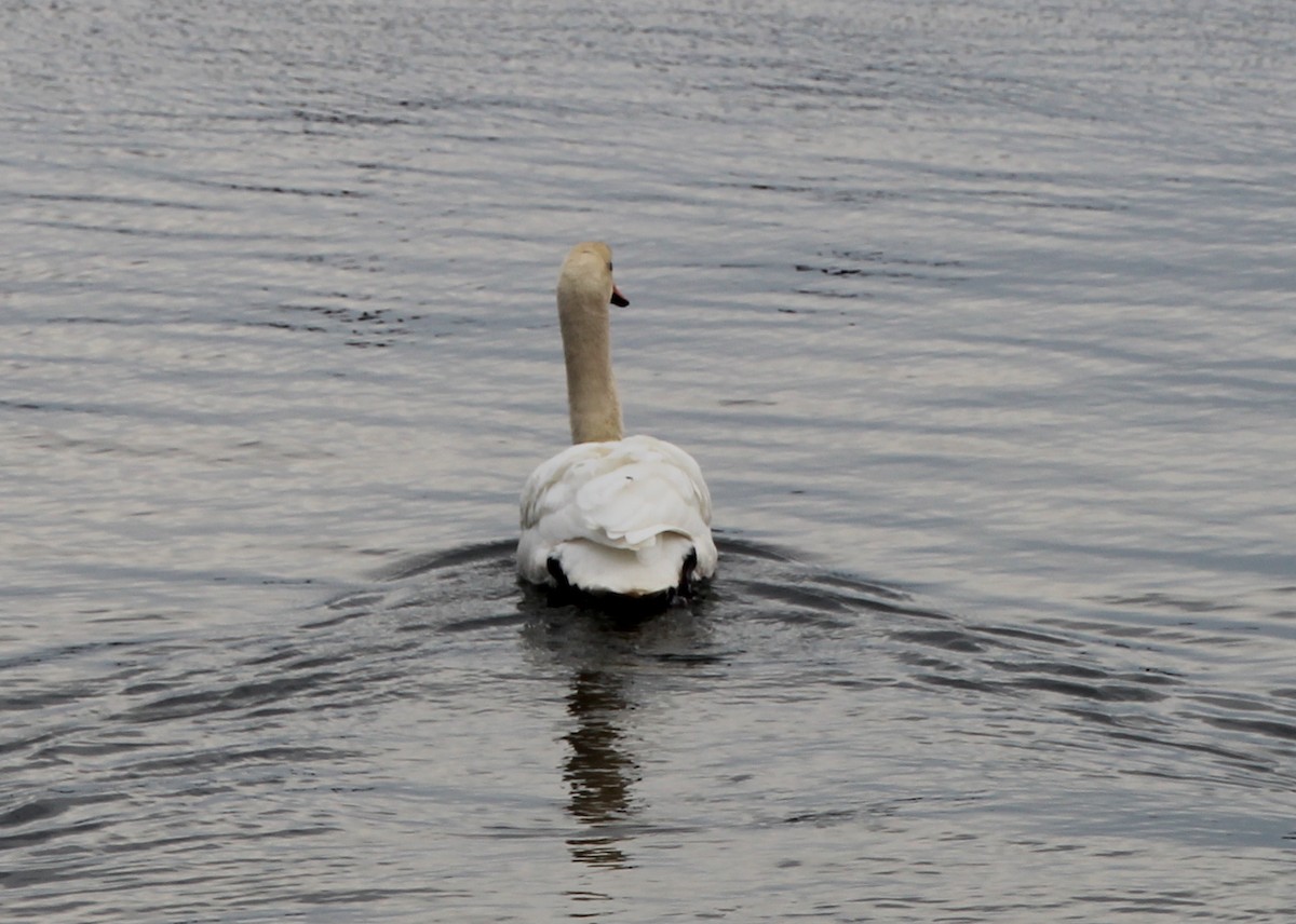 Mute Swan - ML141029951