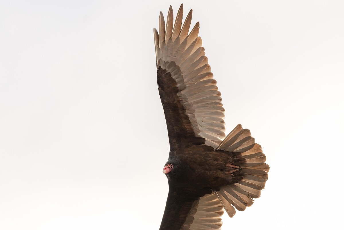 Turkey Vulture - McDonald Mirabile