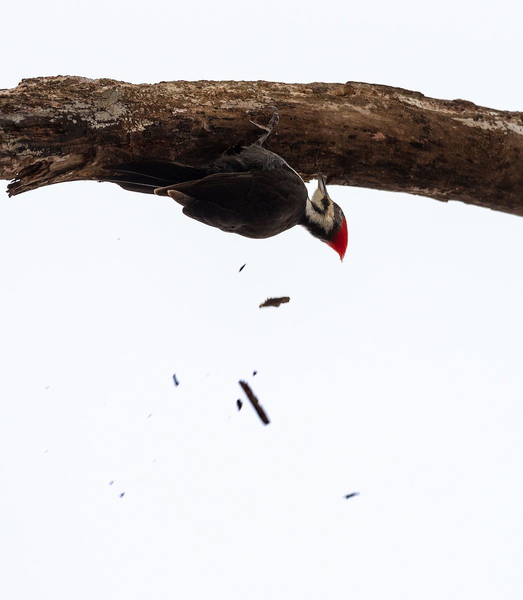 Pileated Woodpecker - McDonald Mirabile