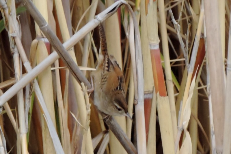 Marsh Wren - Peter Herstein