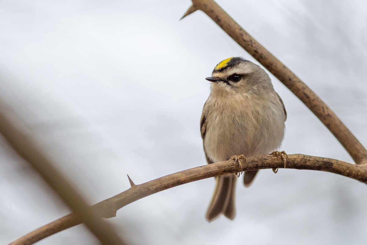 Golden-crowned Kinglet - ML141030561