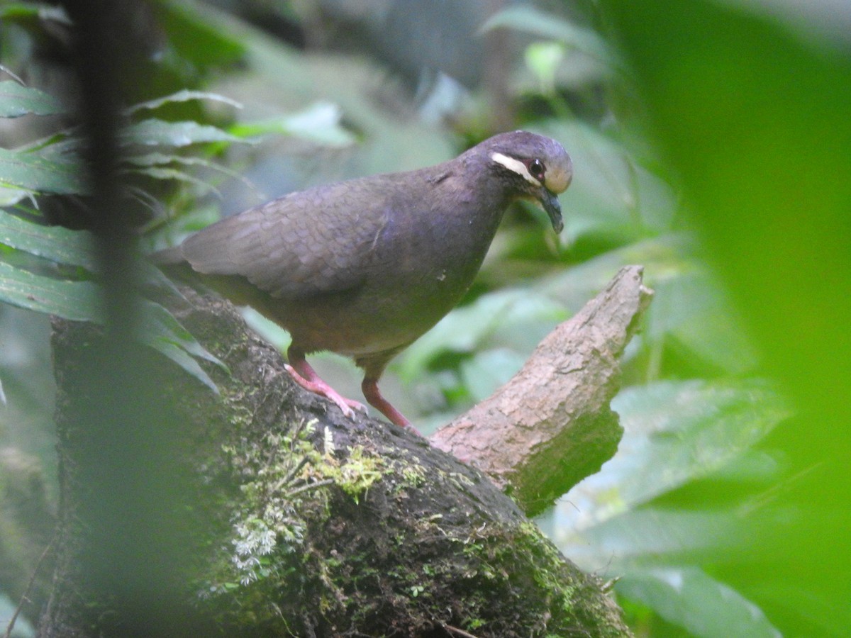 Olive-backed Quail-Dove - ML141030941