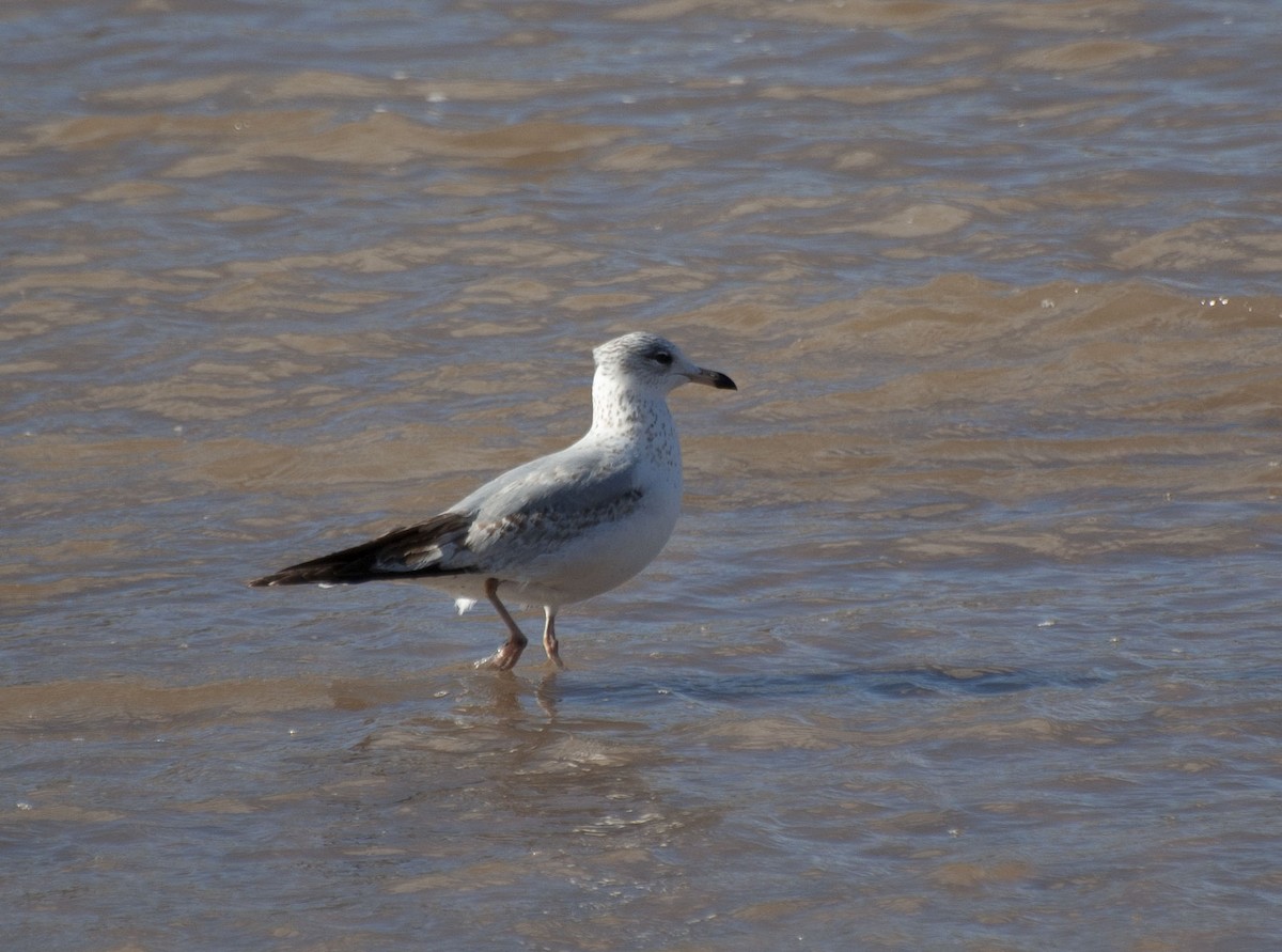 Ring-billed Gull - ML141031091