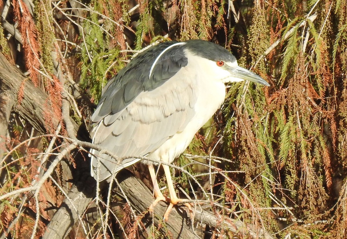 Black-crowned Night Heron - ML141031231